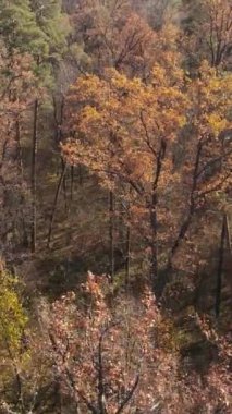 Gündüz vakti ağaçlı bir ormanın dikey videosu