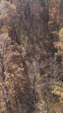 Gündüz vakti ağaçlı bir ormanın dikey videosu