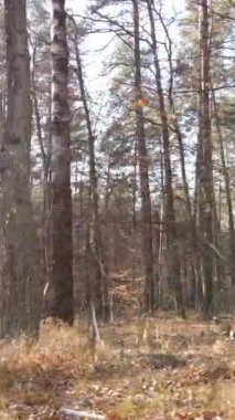 Gündüz vakti ağaçlı bir ormanın dikey videosu