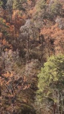 Gündüz vakti ağaçlı bir ormanın dikey videosu