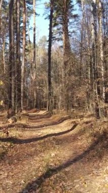 Gündüz vakti ağaçlı bir ormanın dikey videosu