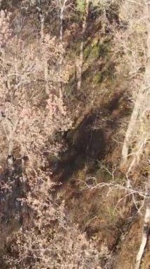 Gündüz vakti ağaçlı bir ormanın dikey videosu