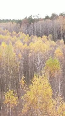 Gündüz vakti ağaçlı bir ormanın dikey videosu