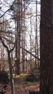 Gündüz vakti ağaçlı bir ormanın dikey videosu