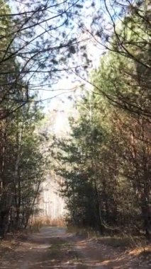 Gündüz vakti ağaçlı bir ormanın dikey videosu