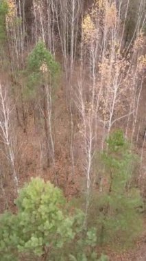 Gündüz vakti ağaçlı bir ormanın dikey videosu