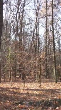 Gündüz vakti ağaçlı bir ormanın dikey videosu