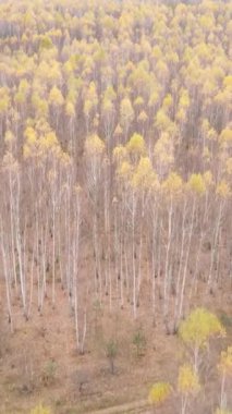 Gündüz vakti ağaçlı bir ormanın dikey videosu