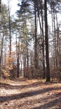 Gündüz vakti ağaçlı bir ormanın dikey videosu