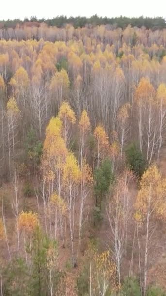 Vidéo verticale d'une forêt d'automne pendant la journée — Video