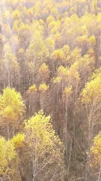 Vertikales Video eines Herbstwaldes während des Tages — Stockvideo