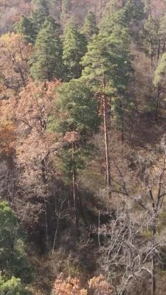 Vertikales Video eines Herbstwaldes während des Tages — Stockvideo