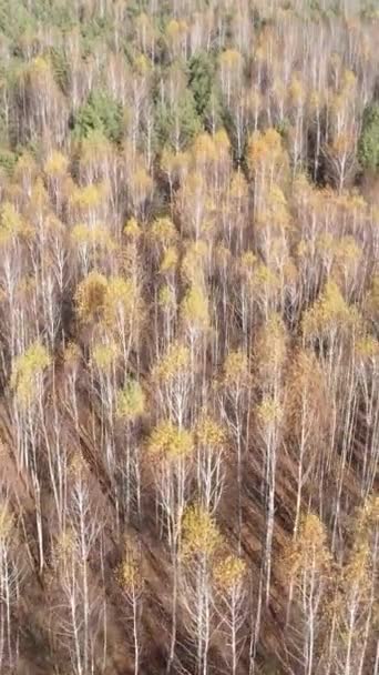 Vídeo vertical de un bosque otoñal durante el día — Vídeos de Stock