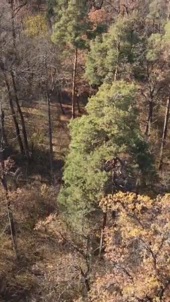 낮 에는 가을 숲의 수직 영상 — 비디오