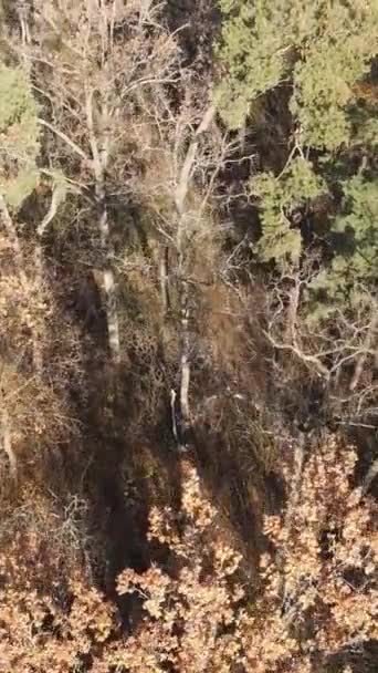 Vídeo vertical de un bosque otoñal durante el día — Vídeo de stock