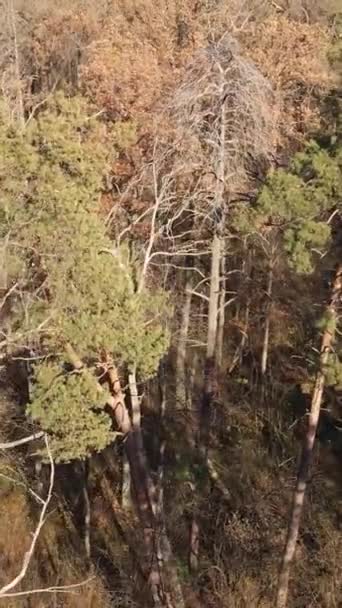 Vertikales Video eines Herbstwaldes während des Tages — Stockvideo