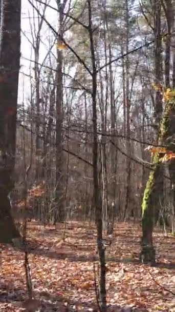 Pionowe wideo z jesiennego lasu w ciągu dnia — Wideo stockowe