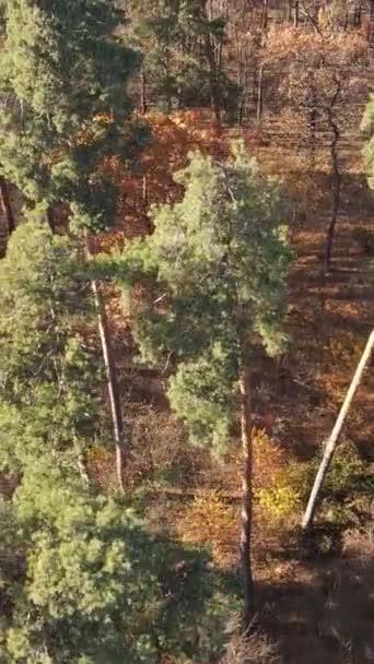Vídeo vertical de un bosque otoñal durante el día — Vídeos de Stock