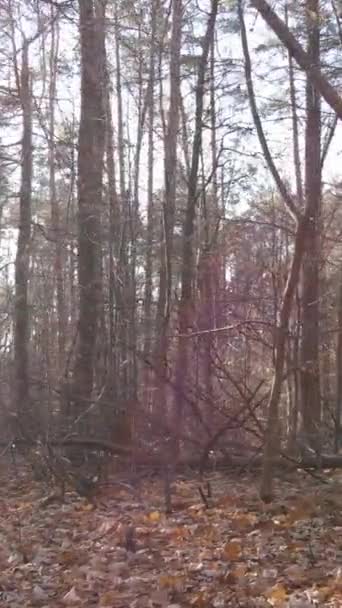 Video verticale di una foresta autunnale durante il giorno — Video Stock