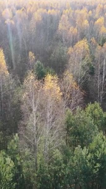 Vídeo vertical de un bosque otoñal durante el día — Vídeos de Stock