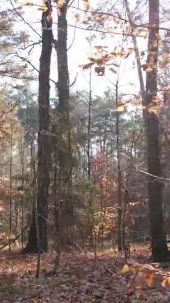 日中の秋の森の垂直ビデオ — ストック動画