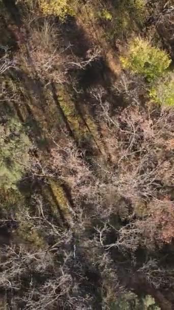 Vertical video of an autumn forest during the day — Stock Video