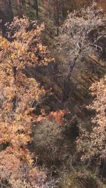 Вертикальне відео осіннього лісу протягом дня — стокове відео