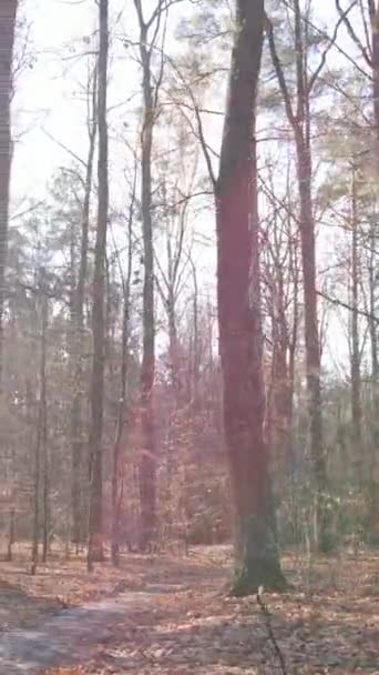 Pionowe wideo lasu z drzewami w ciągu dnia — Wideo stockowe