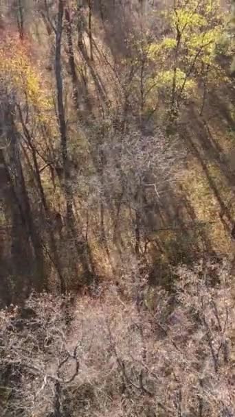 Pionowe wideo lasu z drzewami w ciągu dnia — Wideo stockowe