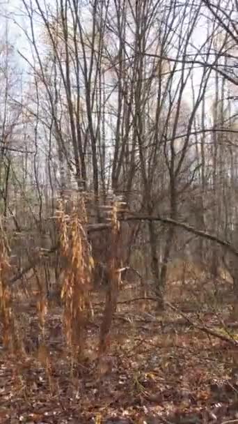 Vídeo vertical de un bosque con árboles durante el día — Vídeo de stock