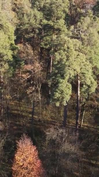 Video verticale di una foresta con alberi durante il giorno — Video Stock
