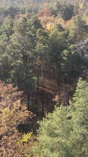 Vídeo vertical de uma floresta com árvores durante o dia — Vídeo de Stock