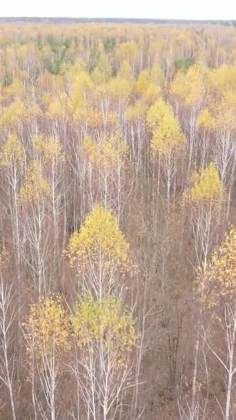 Vidéo verticale d'une forêt avec des arbres pendant la journée — Video