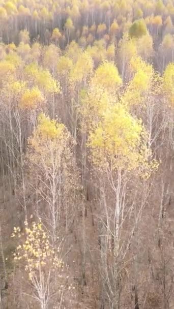 Vertikales Video eines Waldes mit Bäumen während des Tages — Stockvideo