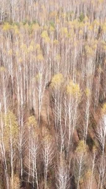 Vertikální video lesa se stromy během dne — Stock video