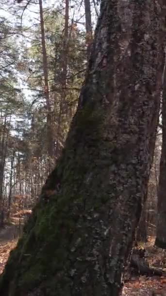 Gündüz vakti ağaçlı bir ormanın dikey videosu — Stok video