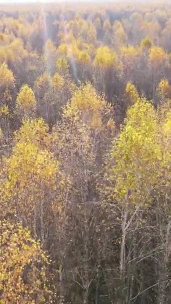 Vertikales Video eines Waldes mit Bäumen während des Tages — Stockvideo