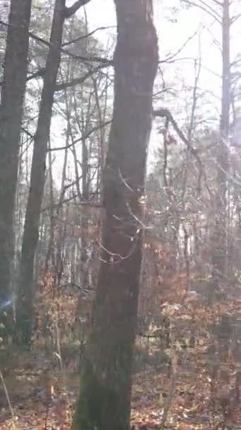 Vídeo vertical de uma floresta com árvores durante o dia — Vídeo de Stock