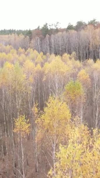 Vidéo verticale d'une forêt avec des arbres pendant la journée — Video