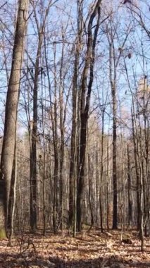 Gündüz vakti ağaçlı bir ormanın dikey videosu