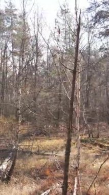 Gündüz vakti ağaçlı bir ormanın dikey videosu