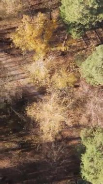 Öğleden sonra güzel bir ormanın dikey videosu, hava manzarası.