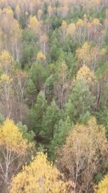 Öğleden sonra güzel bir ormanın dikey videosu, hava manzarası.