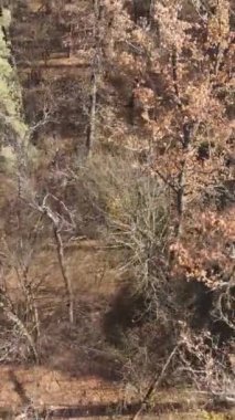 Öğleden sonra güzel bir ormanın dikey videosu, hava manzarası.