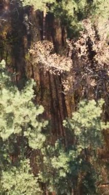 Öğleden sonra güzel bir ormanın dikey videosu, hava manzarası.