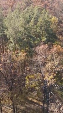 Öğleden sonra güzel bir ormanın dikey videosu, hava manzarası.