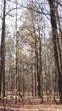 Öğleden sonra güzel bir ormanın dikey videosu, hava manzarası.