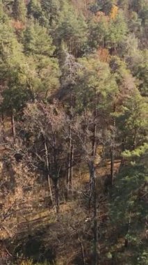 Öğleden sonra güzel bir ormanın dikey videosu, hava manzarası.