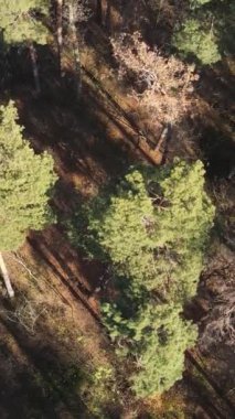 Öğleden sonra güzel bir ormanın dikey videosu, hava manzarası.