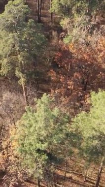 Öğleden sonra güzel bir ormanın dikey videosu, hava manzarası.